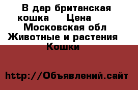 В дар британская кошка ! › Цена ­ 50 - Московская обл. Животные и растения » Кошки   